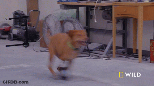 A Dog Is Running In A Room With The Word Wild On The Bottom Right GIF