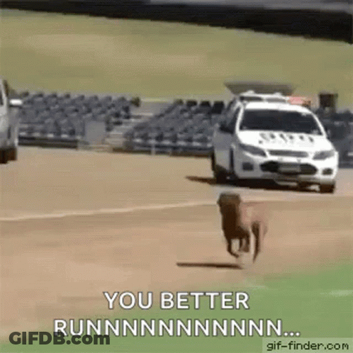 A Dog Is Running In Front Of A Police Car On A Race Track . GIF
