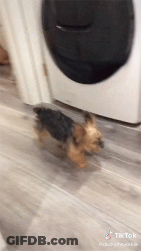 A Dog Is Running In Front Of A Washing Machine With Tiktok Written On The Bottom Of The Screen GIF