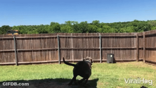 A Dog Is Running In Front Of A Wooden Fence With The Words Viralhog On The Bottom GIF
