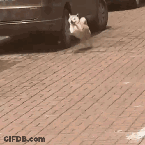 A Dog Is Running On A Sidewalk Next To A Car . GIF