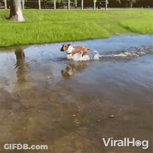 A Dog Is Running Through A Puddle Of Water With Viralhog Written On The Bottom Right GIF