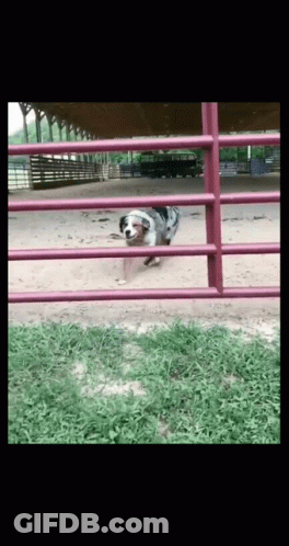 A Dog Is Running Through A Red Fence In A Field GIF