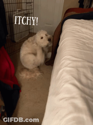A Dog Is Scratching Itself With The Words Itchy Written Above It GIF