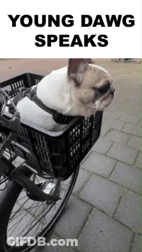 A Dog Is Sitting In A Basket On A Bike With The Words Young Dawg Speaks Above It GIF