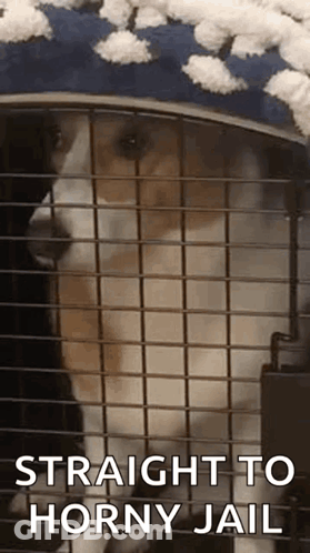 A Dog Is Sitting In A Cage With The Words `` Straight To Horny Jail '' . GIF