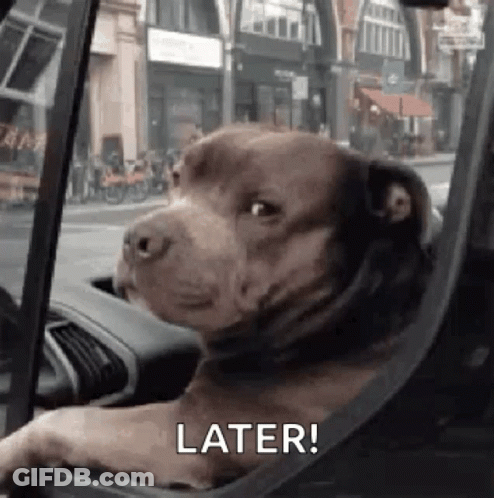 A Dog Is Sitting In A Car And Looking Out The Window . GIF