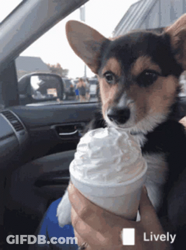 A Dog Is Sitting In A Car Drinking Whipped Cream From A Cup GIF