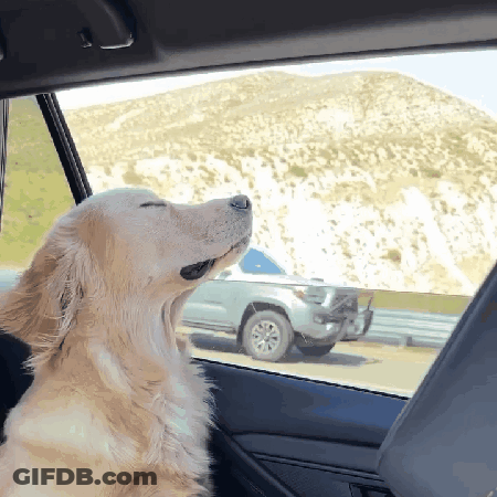 A Dog Is Sitting In A Car With Its Eyes Closed GIF