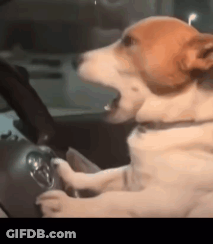A Dog Is Sitting In A Car With Its Mouth Open . GIF
