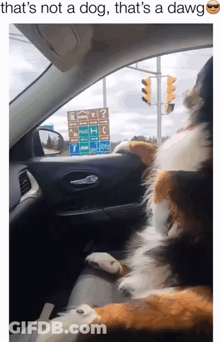 A Dog Is Sitting In A Car With The Caption That 'S Not A Dog GIF