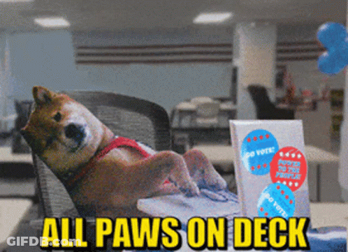 A Dog Is Sitting In A Chair With The Words All Paws On Deck Written Above It GIF