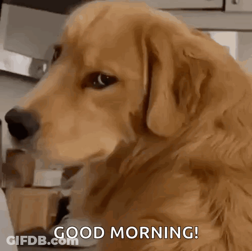 A Dog Is Sitting In A Kitchen And Says Good Morning GIF