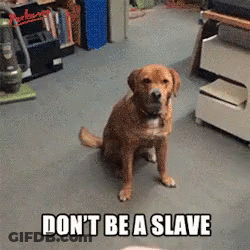 A Dog Is Sitting In A Room With The Words " Do N't Be A Slave " GIF