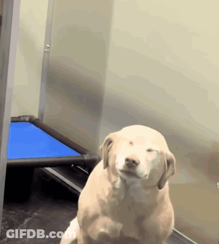 A Dog Is Sitting In Front Of A Blue Kennel GIF