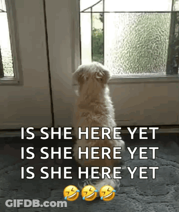 A Dog Is Sitting In Front Of A Door With A Caption That Says Is She Here Yet GIF