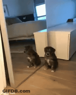 A Dog Is Sitting In Front Of A Mirror And Looking At Itself GIF