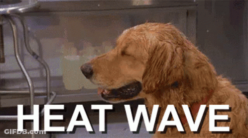 A Dog Is Sitting In Front Of A Sign That Says " Heat Wave " GIF