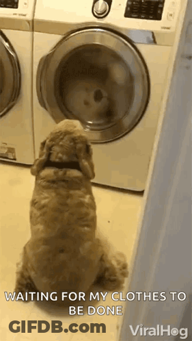 A Dog Is Sitting In Front Of A Washing Machine Waiting For It To Be Done . GIF