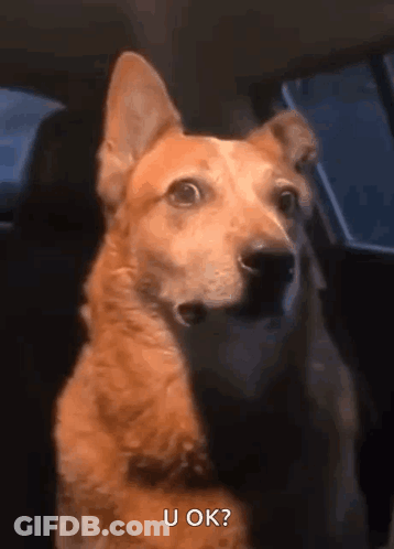 A Dog Is Sitting In The Back Seat Of A Car And Asking If U Ok . GIF