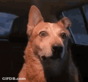 A Dog Is Sitting In The Back Seat Of A Car And Looking At The Camera . GIF