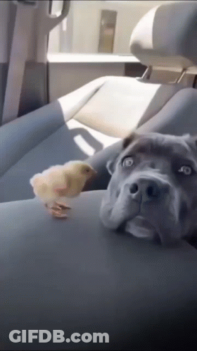 A Dog Is Sitting In The Back Seat Of A Car Next To A Small Chicken GIF