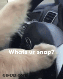 A Dog Is Sitting In The Driver 'S Seat Of A Car And Asking Whats Ur Snap . GIF