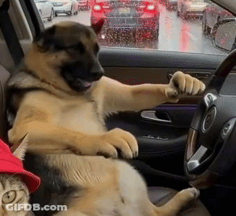 A Dog Is Sitting In The Driver 'S Seat Of A Car . GIF