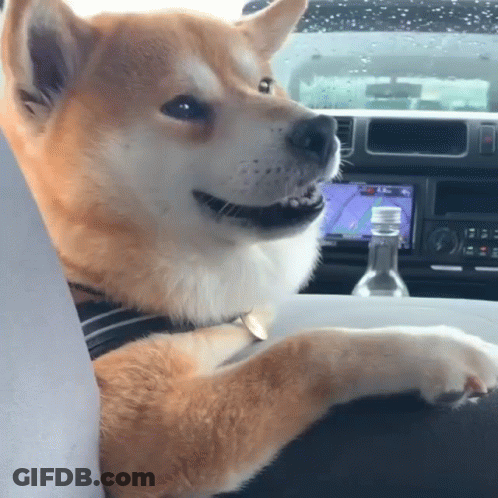 A Dog Is Sitting In The Driver 'S Seat Of A Car With A Bottle Of Water In The Background GIF