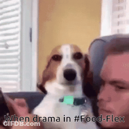 A Dog Is Sitting Next To A Man On A Couch And The Caption Says " When Drama In #Food-Flex " GIF