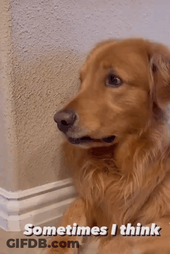 A Dog Is Sitting Next To A Wall With The Words Sometimes I Think Written On It . GIF