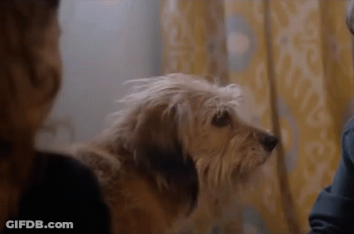 Dog Sitting Next To Woman In Room GIF