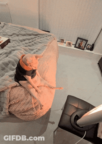 A Dog Is Sitting On A Bean Bag Chair Wearing A Sweater GIF