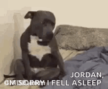 A Dog Is Sitting On A Bed And Saying `` Jordan , I 'M Sorry I Fell Asleep '' GIF