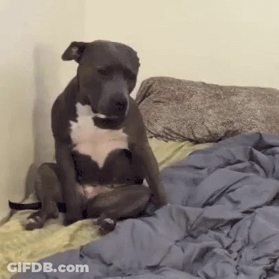 A Dog Is Sitting On A Bed With A Blanket And Looking At The Camera . GIF