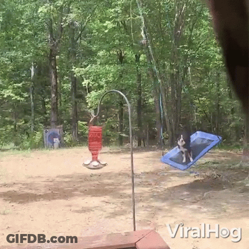 A Dog Is Sitting On A Blue Blanket In A Yard With The Words Viralhog Below It GIF