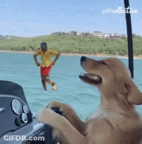 A Dog Is Sitting On A Boat And Looking At A Man In The Water GIF