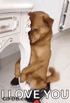 A Dog Is Sitting On A Chair With Its Paws On A Person 'S Shoe . GIF