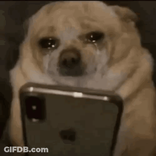 A Dog Is Sitting On A Couch Looking At A Cell Phone And Crying . GIF