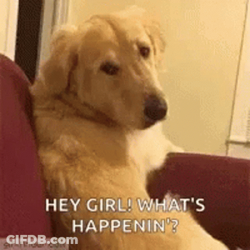 A Dog Is Sitting On A Couch Looking At The Camera And Saying `` Hey Girl ! What 'S Happening ? '' GIF