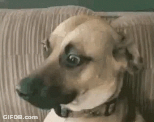 A Dog Is Sitting On A Couch Looking At The Camera . GIF