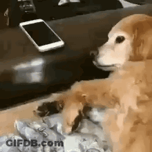 A Dog Is Sitting On A Couch Next To A Cell Phone And A Remote Control . GIF