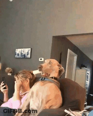 A Dog Is Sitting On A Couch Next To A Woman Holding A Cell Phone . GIF