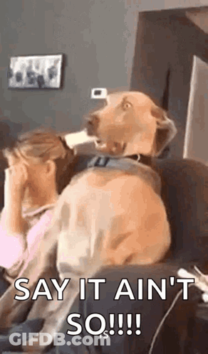 A Dog Is Sitting On A Couch Next To A Woman . GIF