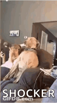 A Dog Is Sitting On A Couch Next To A Woman Looking At A Cell Phone . GIF