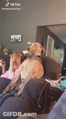 A Dog Is Sitting On A Couch Next To A Woman Who Is Covering Her Eyes GIF
