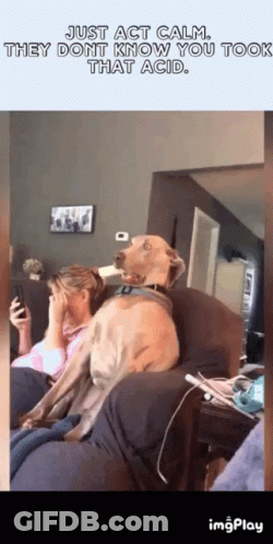 A Dog Is Sitting On A Couch Next To A Woman Who Is Covering Her Face GIF