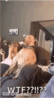 A Dog Is Sitting On A Couch Next To A Woman Who Is Covering Her Face . GIF