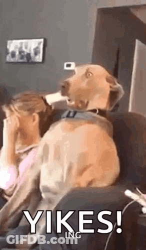 A Dog Is Sitting On A Couch Next To A Woman Who Is Covering Her Face With Her Hands . GIF