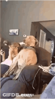 A Dog Is Sitting On A Couch Next To A Woman Who Is Holding A Cell Phone . GIF
